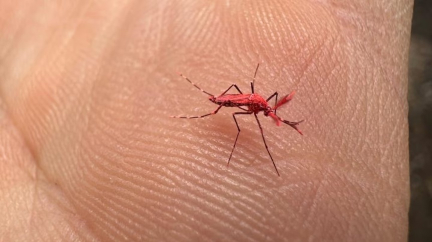 Mosquitos rojos: por qu los crearon y por qu motivo no hay que matarlos