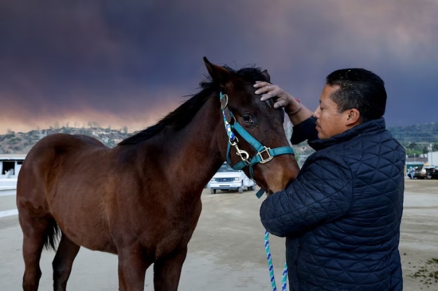 Cmo contina el estado de los animales tras los feroces incendios de Los ngeles